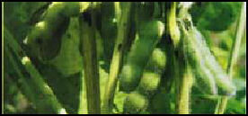 20080316-agr soybeans u wash.jpg